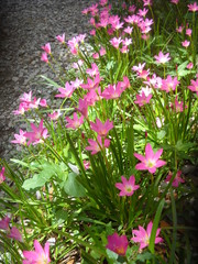 Zephyranthes rosea