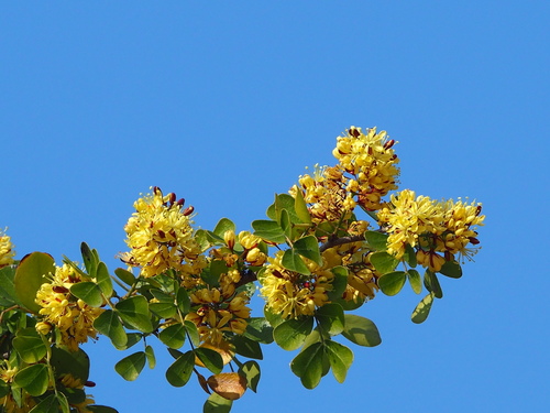 Bloodwood Tree