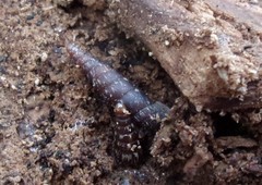 Clausilia