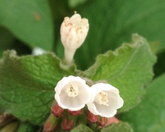 Symphytum brachycalyx