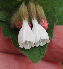 Symphytum brachycalyx