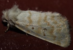 Lythrodes tripuncta