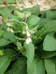 Symphytum brachycalyx