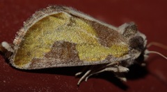 Chalcopasta fulgens