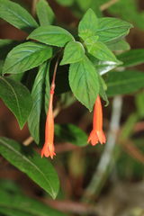 Fuchsia triphylla