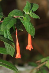 Fuchsia triphylla