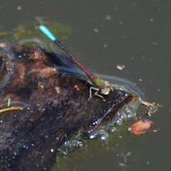 Oxyallagma dissidens