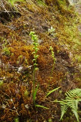 Benthamia perfecunda