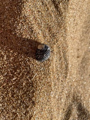 Nerita tessellata