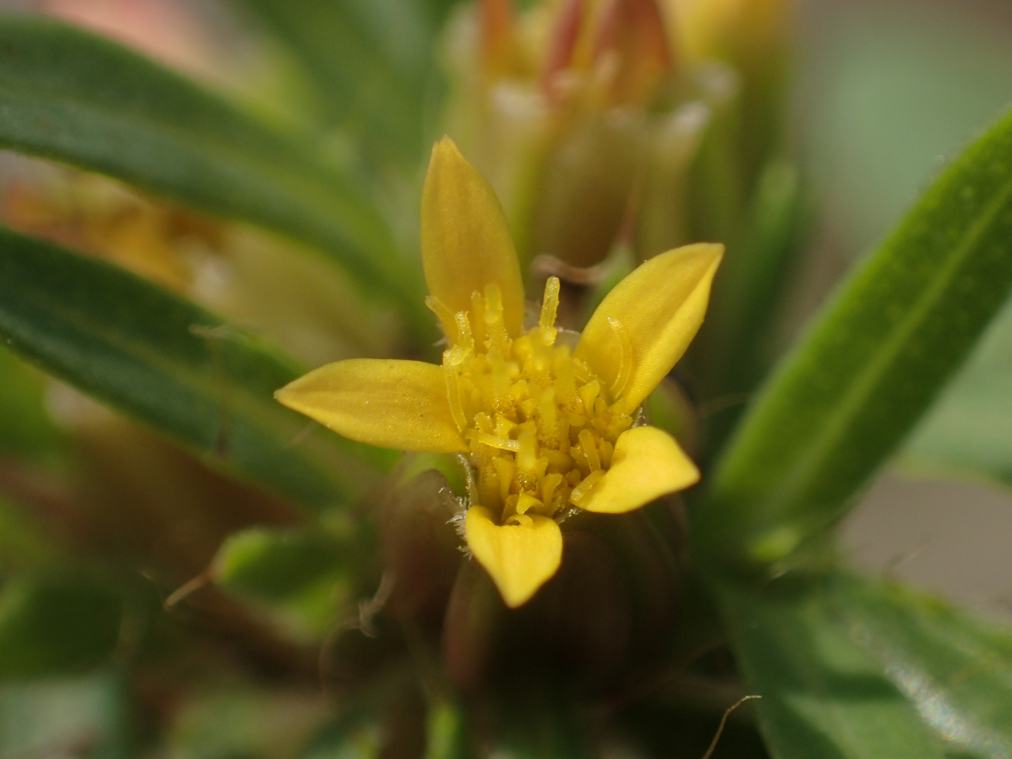 Pectis prostrata