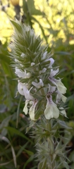 Stachydeae