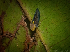 Eutartessus gressitti