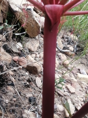 Brunsvigia marginata