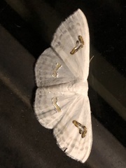 Problepsis digammata