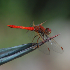 Sympetrum gilvum