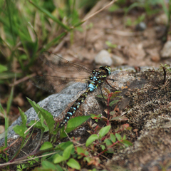 Rhionaeschna marchali