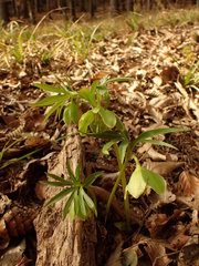 Helleborus dumetorum