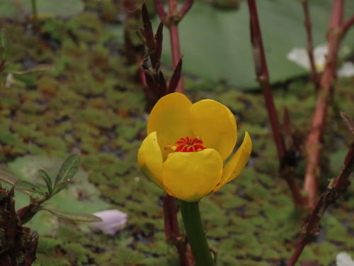 Nuphar pumila iNat (3)