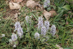 Lagopsis marrubiastrum