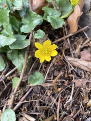 Ficaria verna