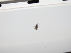 Peritrechus gracilicornis