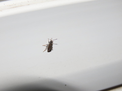 Peritrechus gracilicornis
