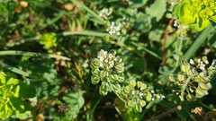 Noccaea perfoliata