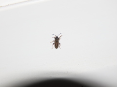 Peritrechus gracilicornis