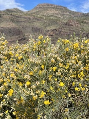 Cytisus rosmarinifolius