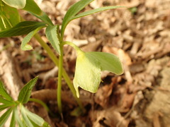 Helleborus dumetorum
