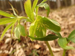 Helleborus dumetorum