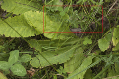 Cruciata glabra krylovii