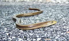 Ophisaurus attenuatus