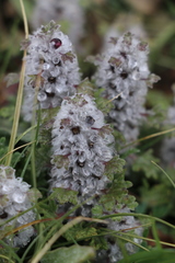 Lagopsis marrubiastrum