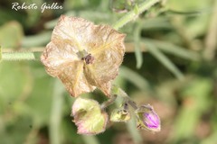 Mirabilis ovata
