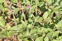 Mirabilis ovata