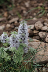 Lagopsis marrubiastrum