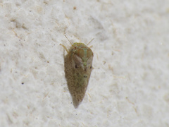 Euphyllura olivina
