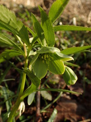 Helleborus dumetorum