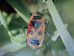 Pyrrhocoris apterus