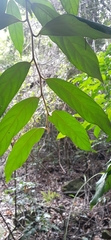 Alangium villosum