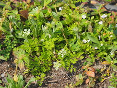 Cnidium monnieri formosanum