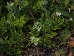 Cnidium monnieri formosanum