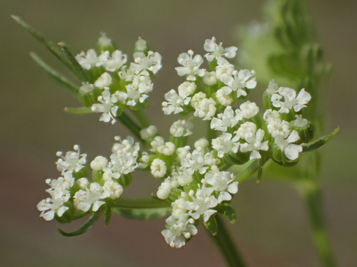 Cnidium monnieri