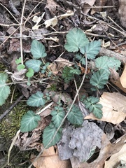 Geum vernum