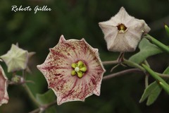 Philibertia gilliesii