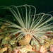 Fringed Cerianthid - Photo (c) sharon_jeffery, some rights reserved (CC BY-NC), uploaded by sharon_jeffery