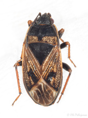Trapezonotus dispar