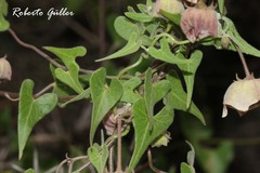 Philibertia gilliesii