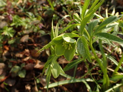 Helleborus dumetorum